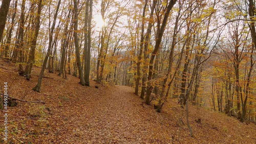 Autumn forest with fallen orange leaves, slow forward movement. Autumn forest with fallen orange leaves, slow forward movement.
