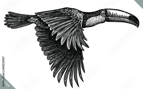 black and white engrave isolated toucan illustration