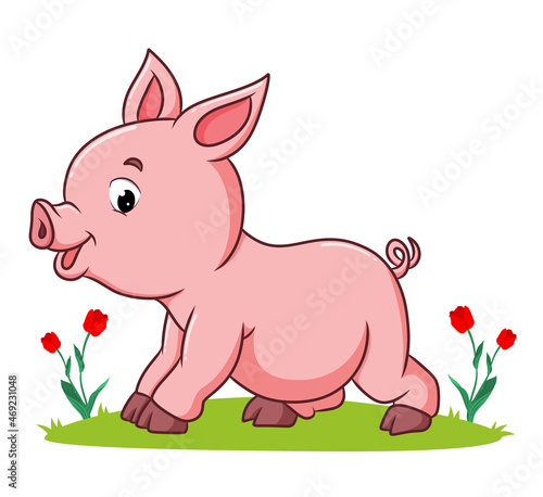 The pig is playing the garden