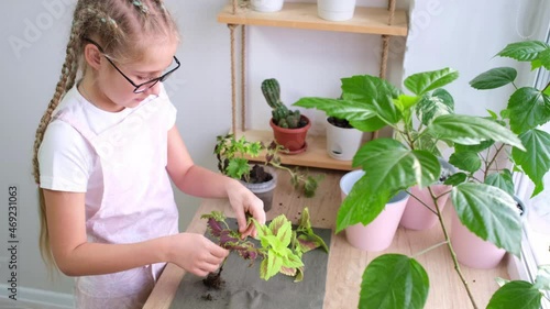 A teenage girl prepares a coleus flower for transplanting, neatly lays out the seedlings on a napkin. Caring for housplants by a Caucasian girl 10-11 years old in an apron and glasses at home.  photo