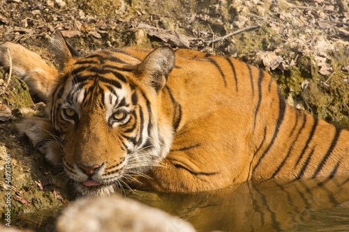 FemaleTiger called as Ghost looking towards camera in Ranthambhore National Park photo