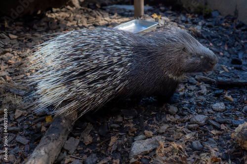 アフリカタテガミヤマアラシ AFRICAN PORCUPINE