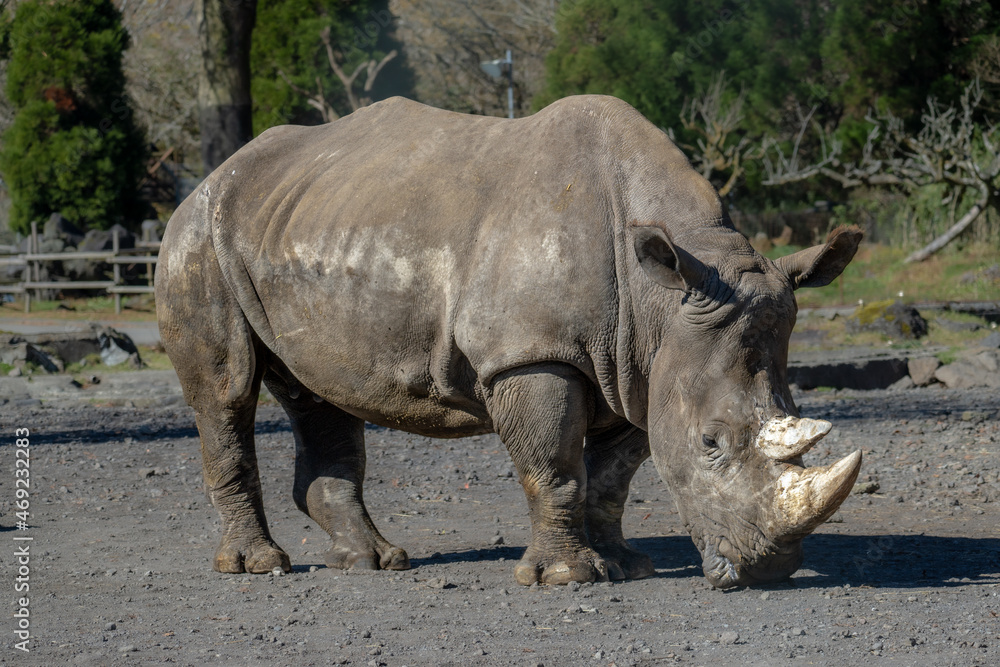 シロサイ WHITE RHINOCEROS シロサイ WHITE RHINOCEROS