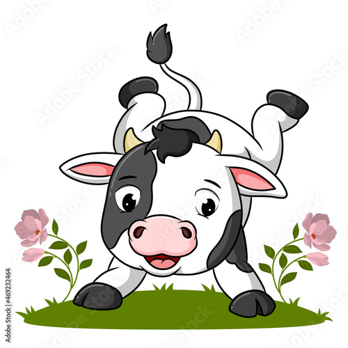 The cute cow is doing the handstand in the garden