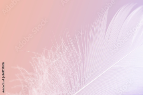 Fototapeta Beautiful Macro Photo of White Feather on Pastel Pink Background.