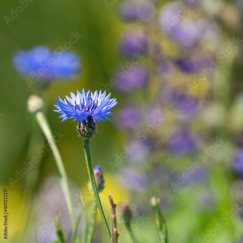 Summer landscape with wildflowers cornflowers and purple lupine in the rays of the sun. Vintage coloring, card, greeting card or funeral, square photo