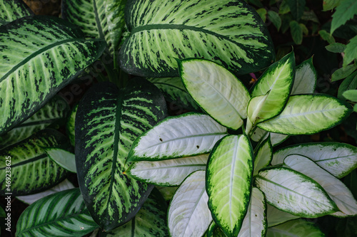 Dumbcane Leaves, a species of Dumbcanes leaf background