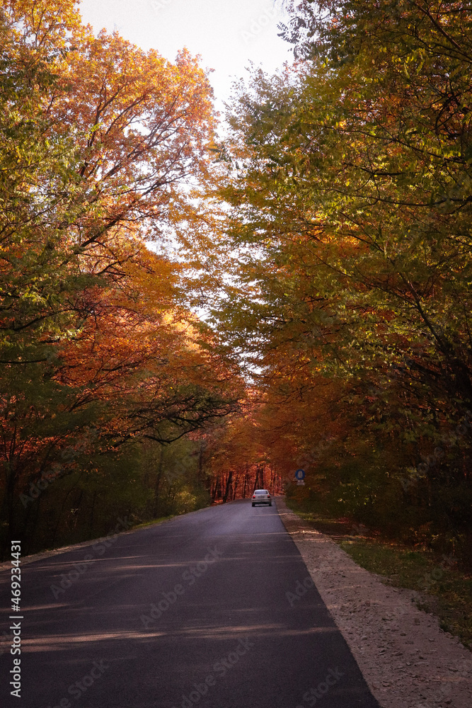 Obraz premium path in the autumn forest