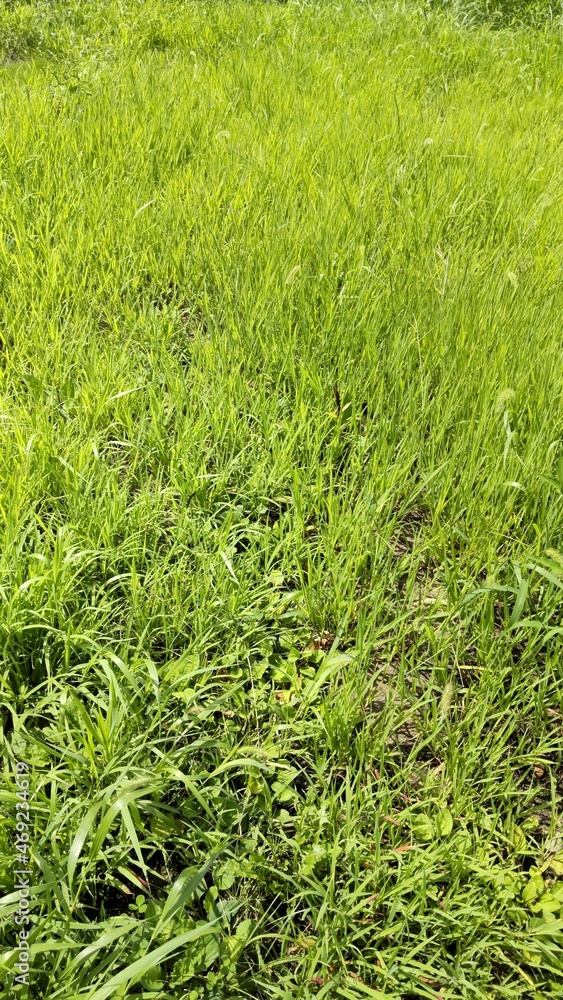 多様な雑草が生い茂る地面 多様な雑草が生い茂る地面