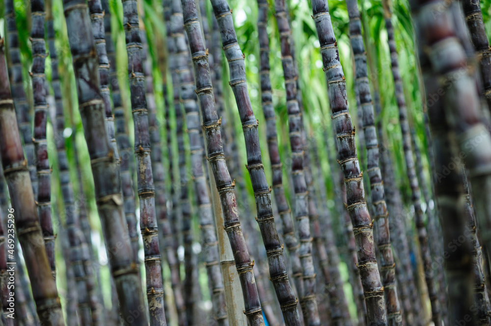 Fototapeta premium Sugarcane field with plants growing