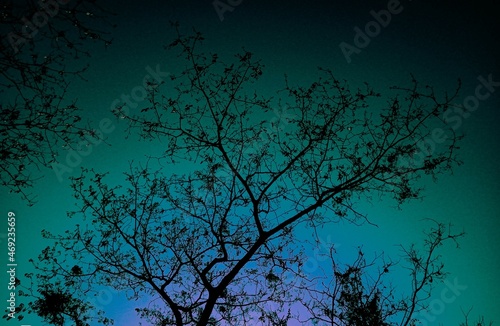 tree in the night...... different lights are shown in the sky.. the picture is taken by mobile phone and edited by lightroom. 