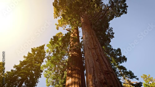 Incredible Giant Sequoia trees, some of the oldest and largest trees on earth. Kings Canyon National Park photo