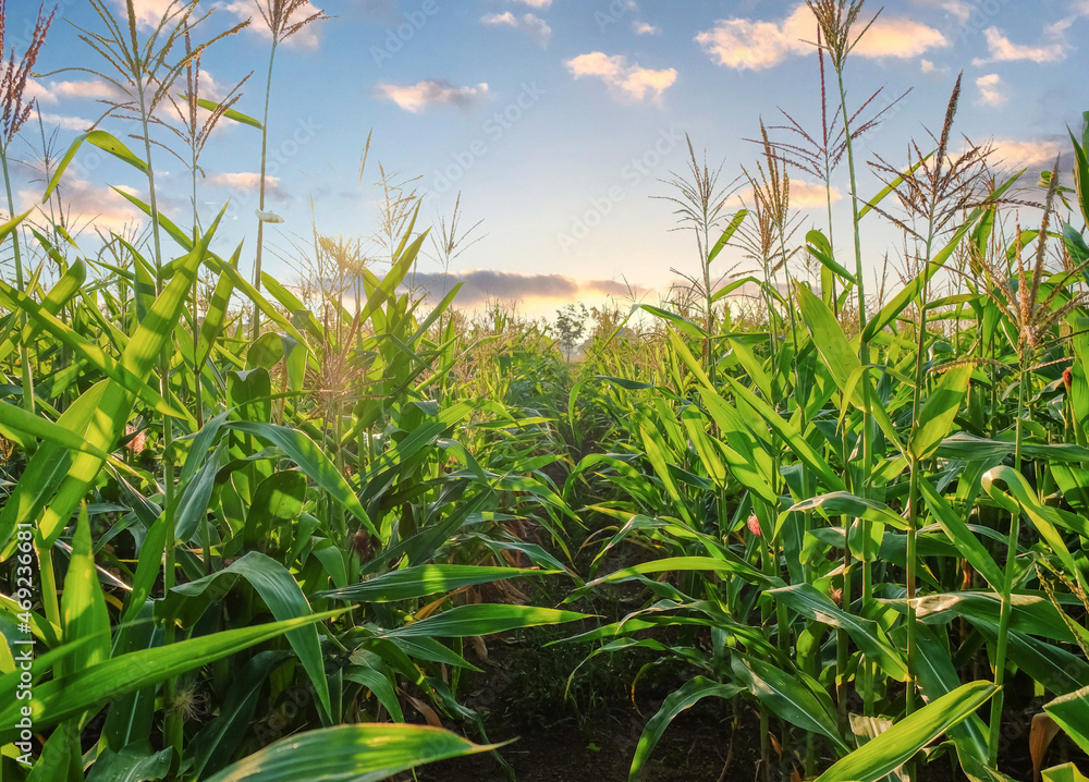 a front selective focus picture of organic young corn field at agriculture field. a front selective focus picture of organic young corn field at agriculture field.