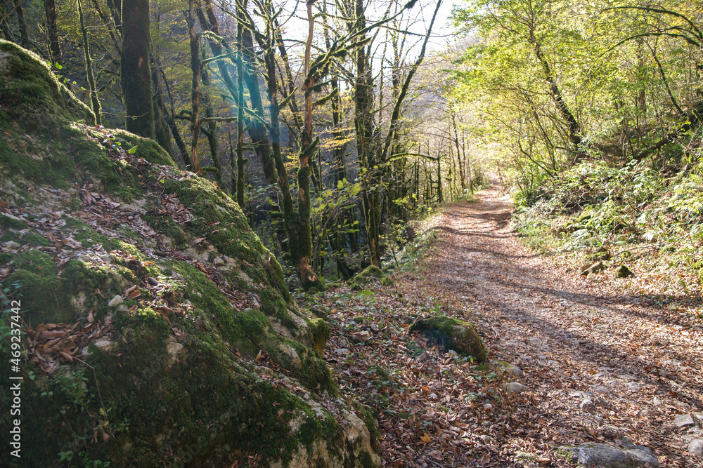 A road in the autumn rainforest and a lonely stone at the edge of the path. Glubokaya Balka Canyon, Sochi, Russia. A road in the autumn rainforest and a lonely stone at the edge of the path. Glubokaya Balka Canyon, Sochi, Russia.