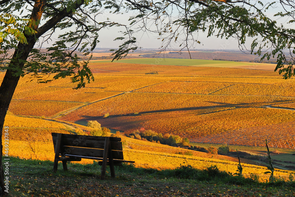 Fototapeta premium Vignoble du chablisien en automne