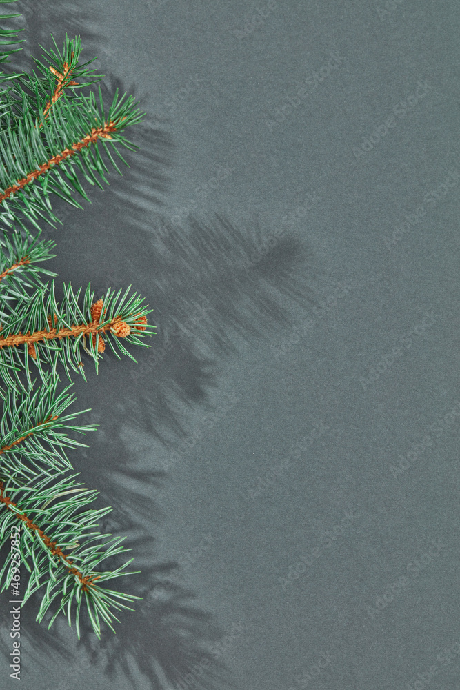 Obraz premium Fir branch close-up