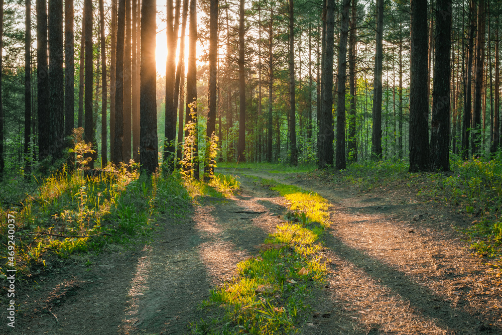 sunset in the forest sunset in the forest