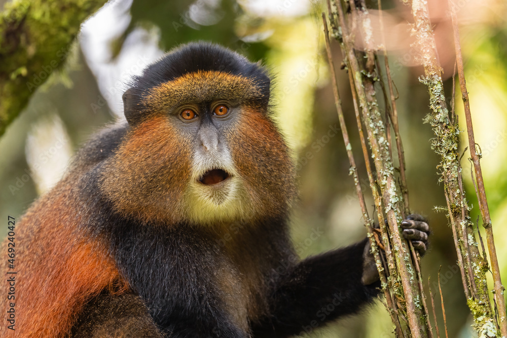 Golden Monkey Cercopithecus Kandti Beautiful Colored Rare Monkey Golden Monkey Cercopithecus Kandti Beautiful Colored Rare Monkey