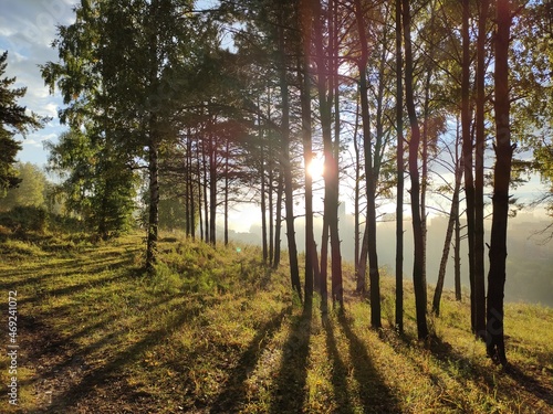 autumn forest in the morning