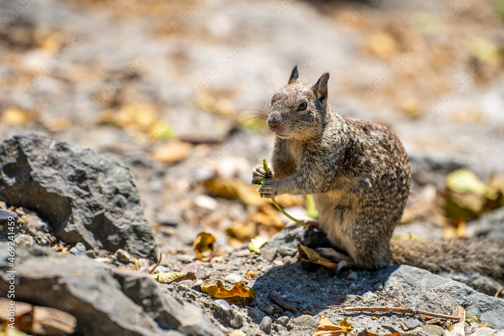 California ground squirrel (Spermophilus beecheyi) holding a leaf in its paws. California ground squirrel (Spermophilus beecheyi) holding a leaf in its paws.