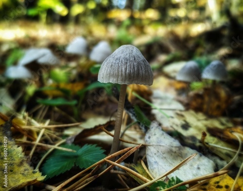 mushrooms in the forest
