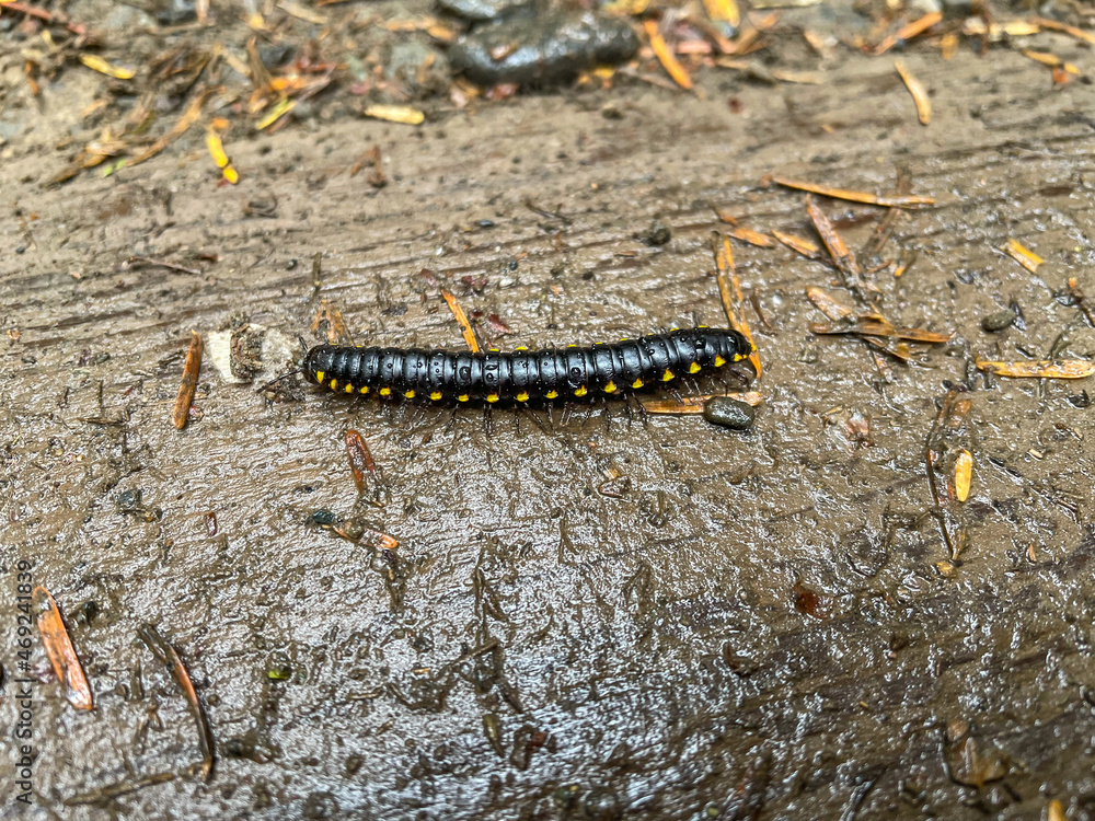 Yellow-spotted millipede Yellow-spotted millipede
