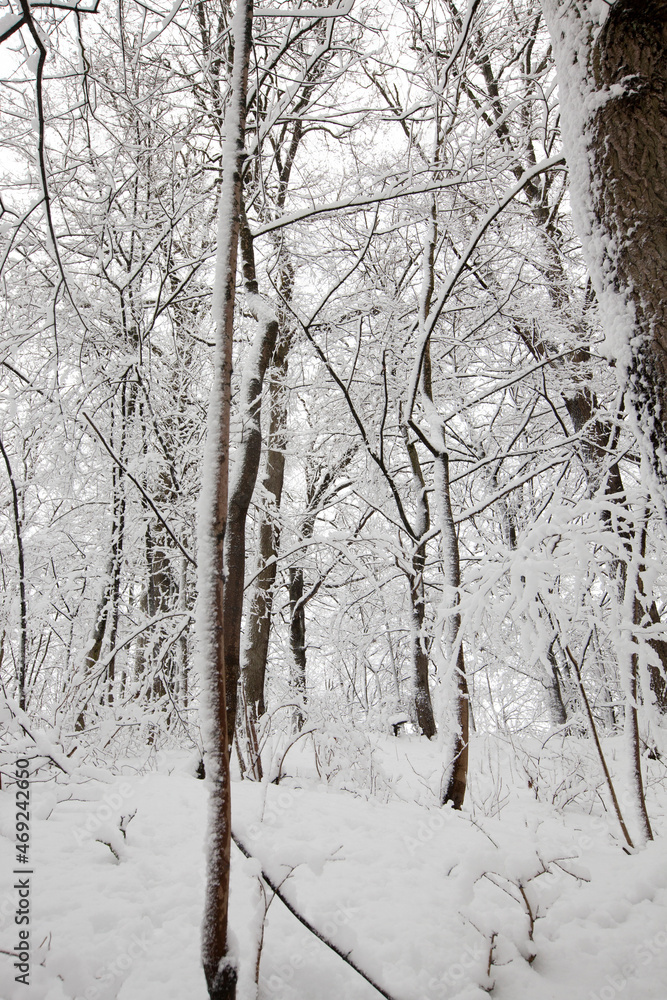 winter forest with trees without foliage winter forest with trees without foliage