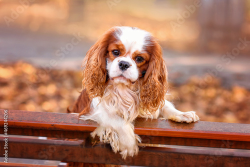 Fotografia dog cavalier king charles spaniel blenheim on a bench in autumn