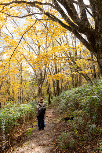 秋の森を歩く