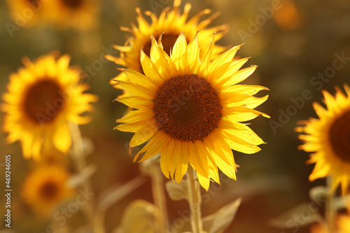 sunflower field on a hot summer sunny day