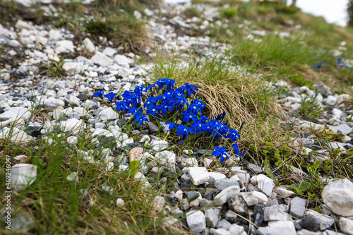 Gentian blue Alps flower in Austria