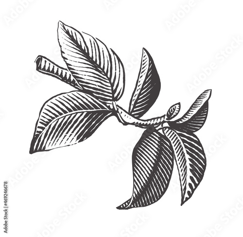 Apple branch vector drawing. Hand drawn tree branch with leaves. Engraving style. Vector illustration of apple.