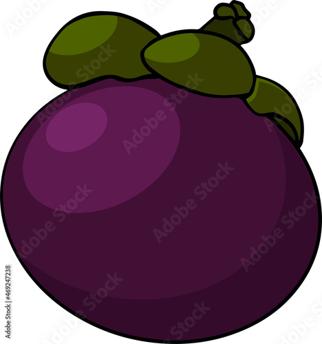Set Mangosteen Fruit on a white background. Whole, sliced and halved Mangosteen graphics. Vector illustration.