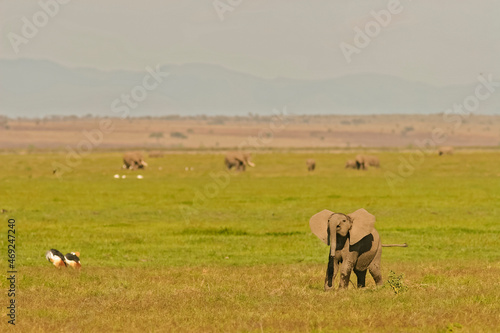 Eléphant Eléphanteau Loxodonta africana joue en plaine grues royale et Aigrettes