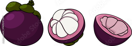 Set Mangosteen Fruit on a white background. Whole, sliced and halved Mangosteen graphics. Vector illustration.