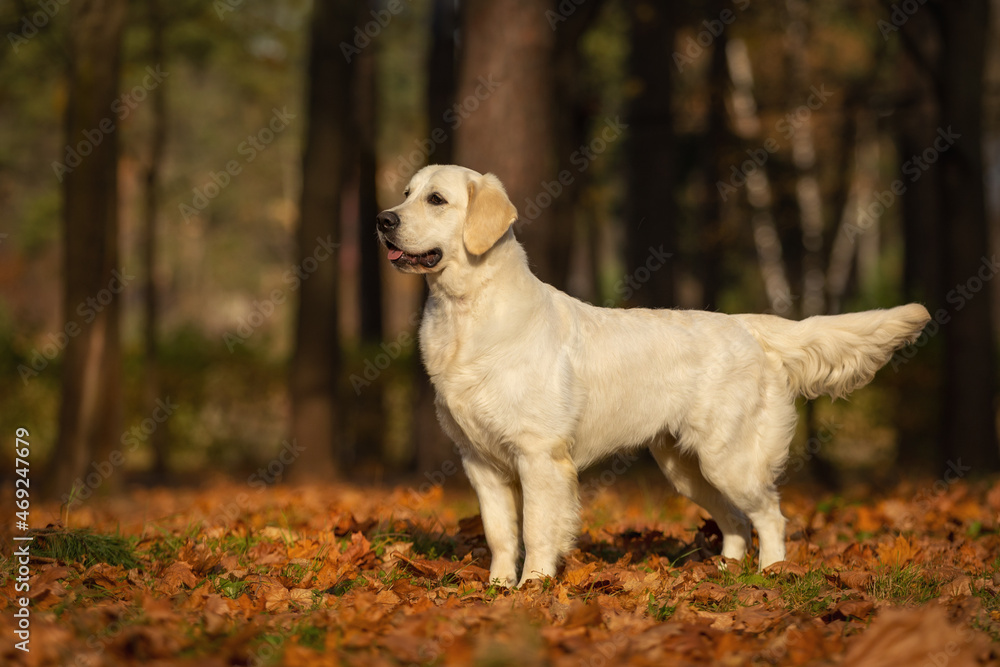 golden retriever dog walking outdoor in autumn park