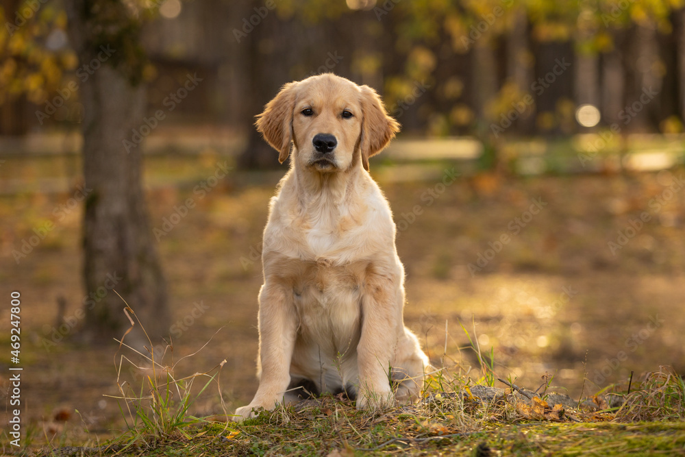 golden retriever puppy dog walking outdoor in autumn park