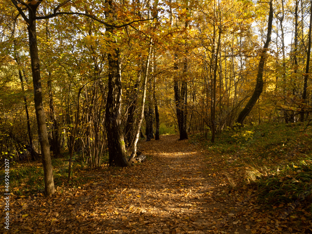 Obraz premium Indian Summer in the forest. Yellow foliage on the trees. Yellow foliage on the trees. Autumn in the forest 