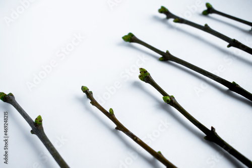 Wallpaper Mural Twigs with buds lie on a white background. Natural background. Height. Torontodigital.ca
