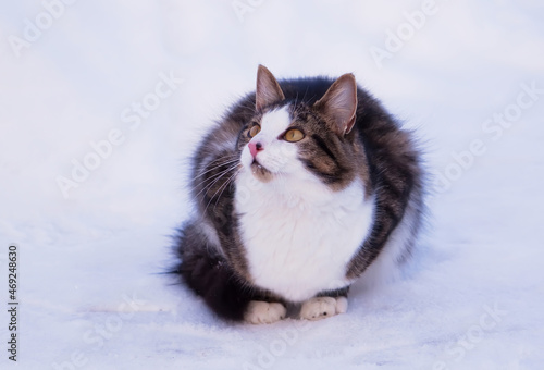 Fluffy cat on snow outdoors. 