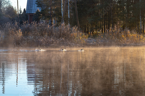 fog over the river, river reeds, ducks flying over the water, November morning sunrise light