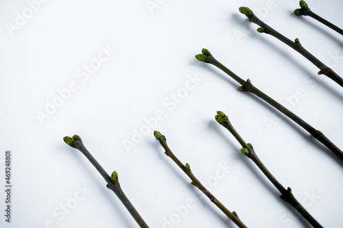 Wallpaper Mural Twigs with buds lie on a white background. Natural background. Height. Torontodigital.ca