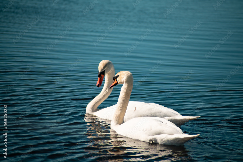 Obraz premium Swanlake