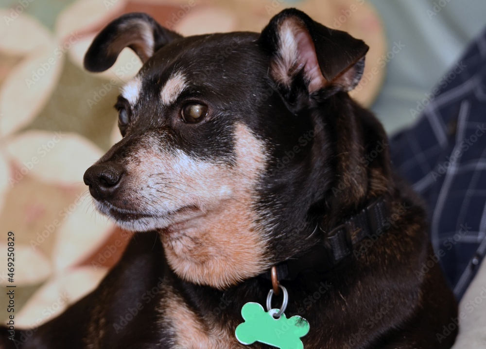 portrait of a miniature pinscher dog with cataracts
