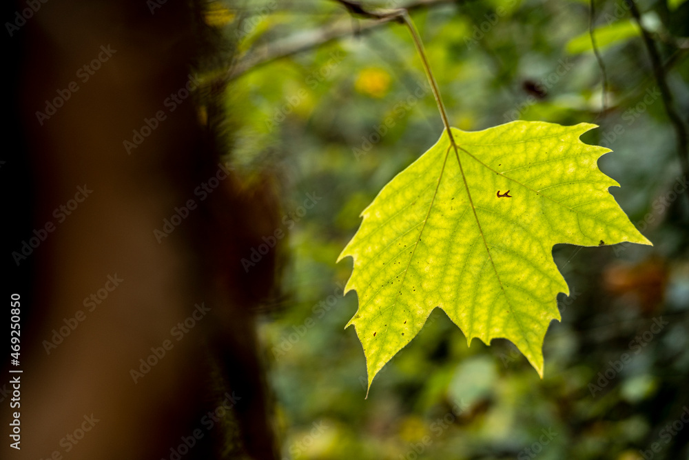 Yellow leaves in the fall in Collserola Park in Barcelona in Catalonia Spain Yellow leaves in the fall in Collserola Park in Barcelona in Catalonia Spain