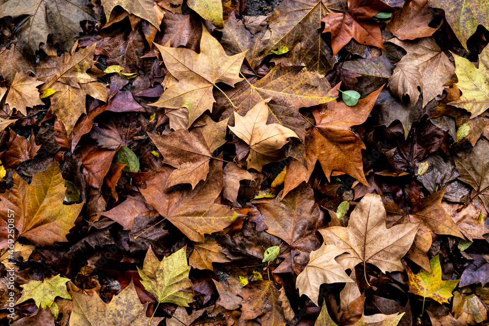 Yellow leaves in the fall in Collserola Park in Barcelona in Catalonia Spain