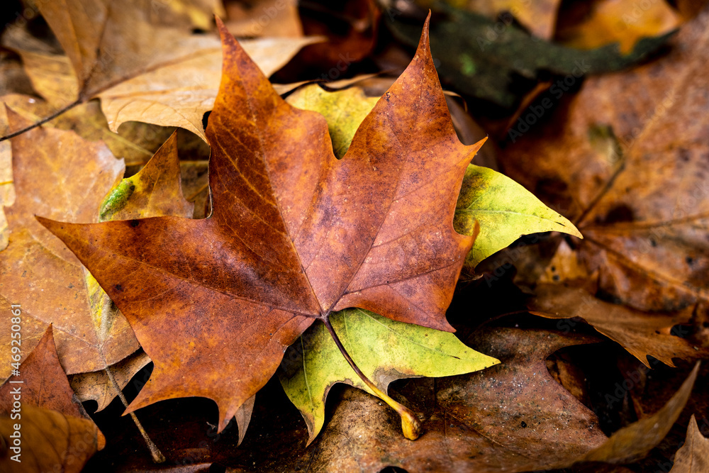 Yellow leaves in the fall in Collserola Park in Barcelona in Catalonia Spain