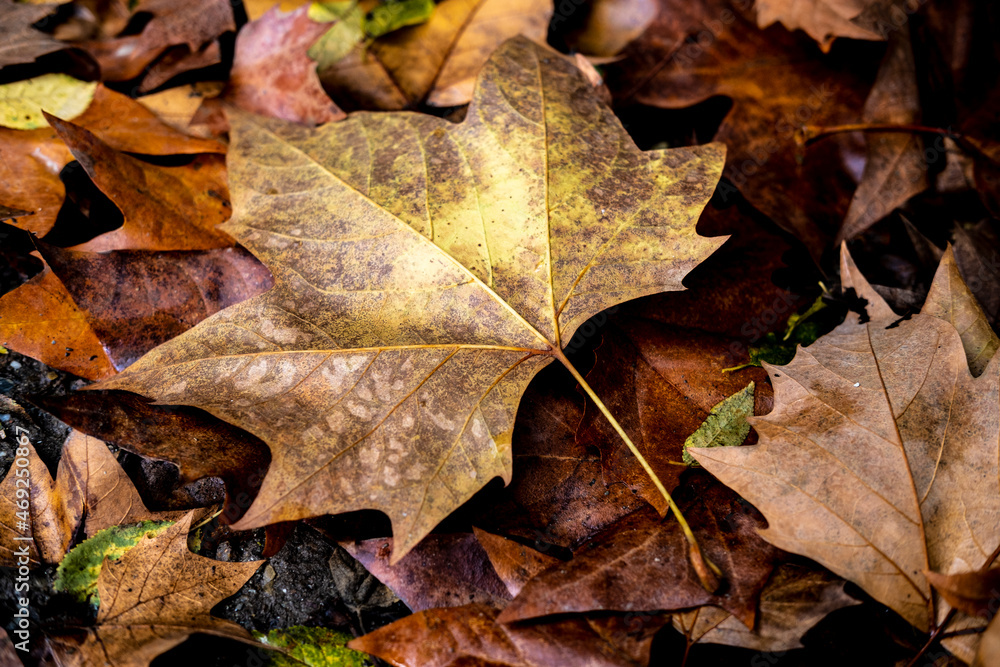 Yellow leaves in the fall in Collserola Park in Barcelona in Catalonia Spain Yellow leaves in the fall in Collserola Park in Barcelona in Catalonia Spain