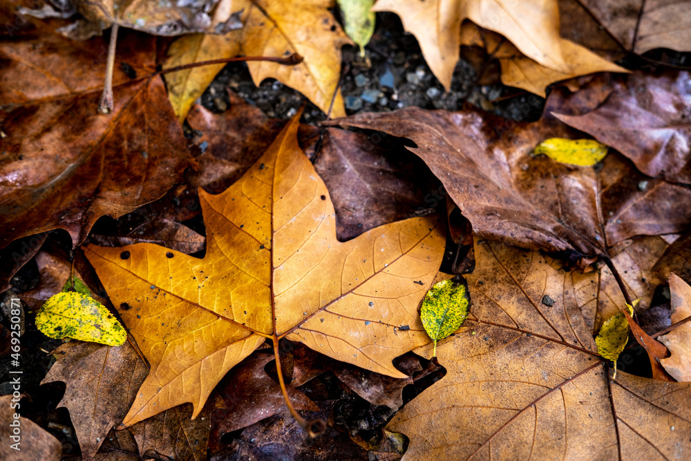 Yellow leaves in the fall in Collserola Park in Barcelona in Catalonia Spain Yellow leaves in the fall in Collserola Park in Barcelona in Catalonia Spain