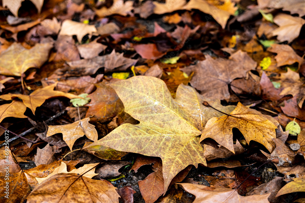 Yellow leaves in the fall in Collserola Park in Barcelona in Catalonia Spain